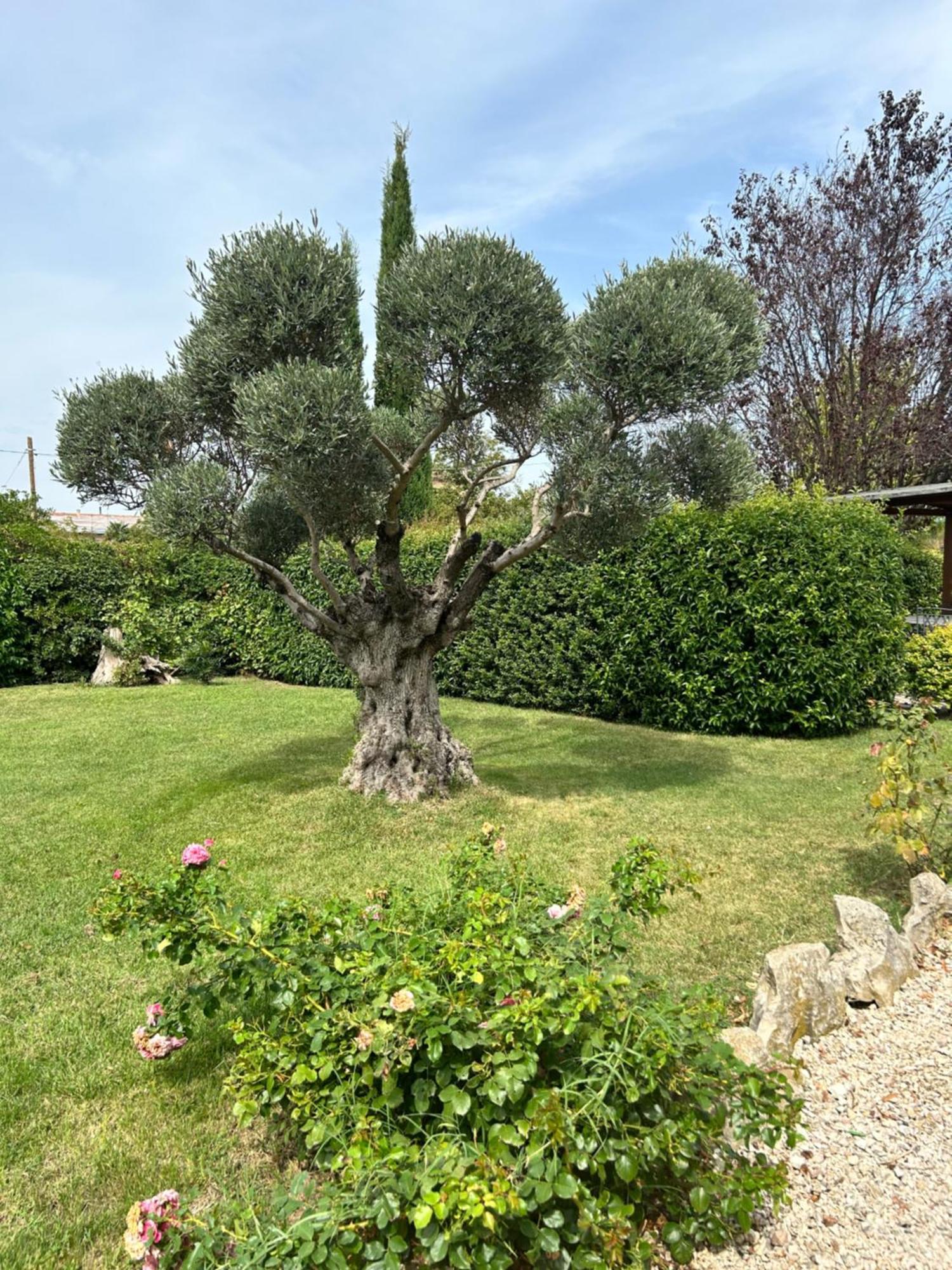 La Perla Di Assisi Hotel Exterior photo